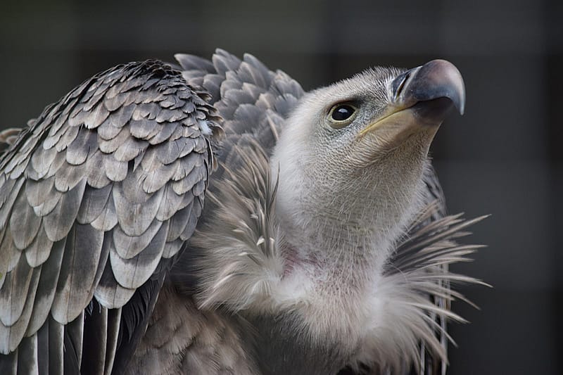 Kenya's Critically Endangered Ruppell's Vulture