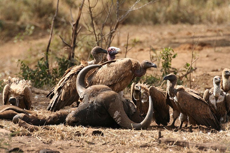 Vultures Feeding on a Dead Buffalo in Africa.
