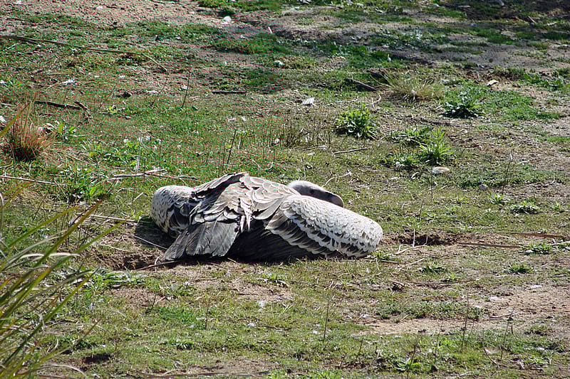 Critically Endangered African White-backed Vulture Incubating an Egg