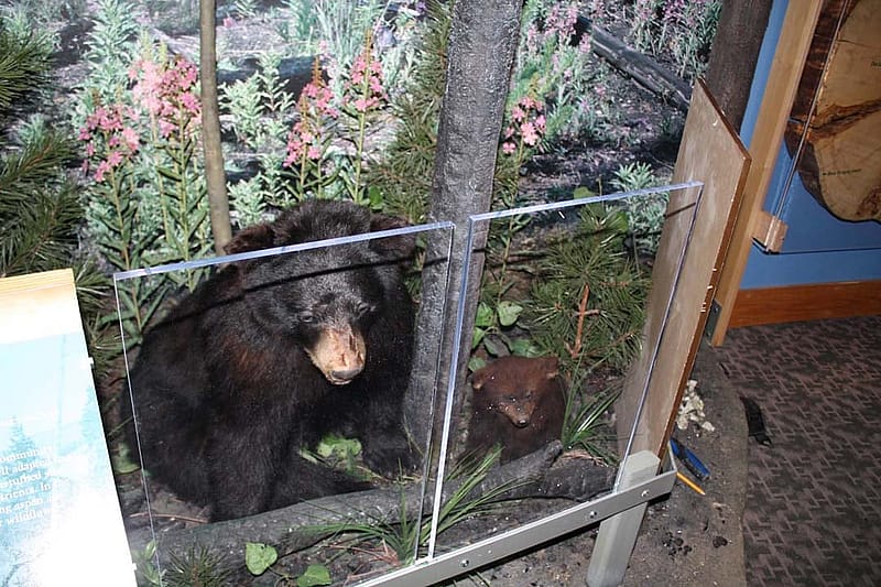 Draper Natural History Museum, Mountain Biome, moving bears to exhibit.