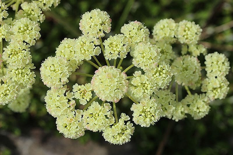 Yellowstone wildflowers: Buckwheat