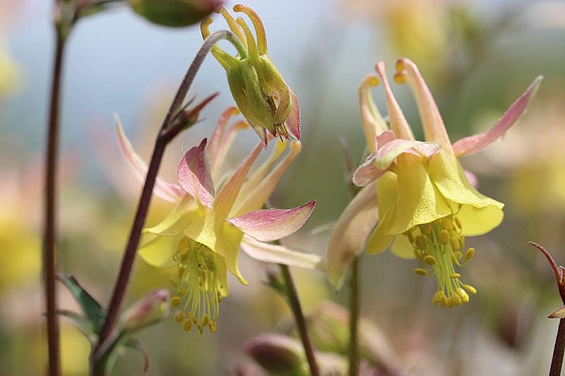 Yellowstone wildflowers: Coville's Columbine, with the pretty pink blush that appears on some of the variety in the park