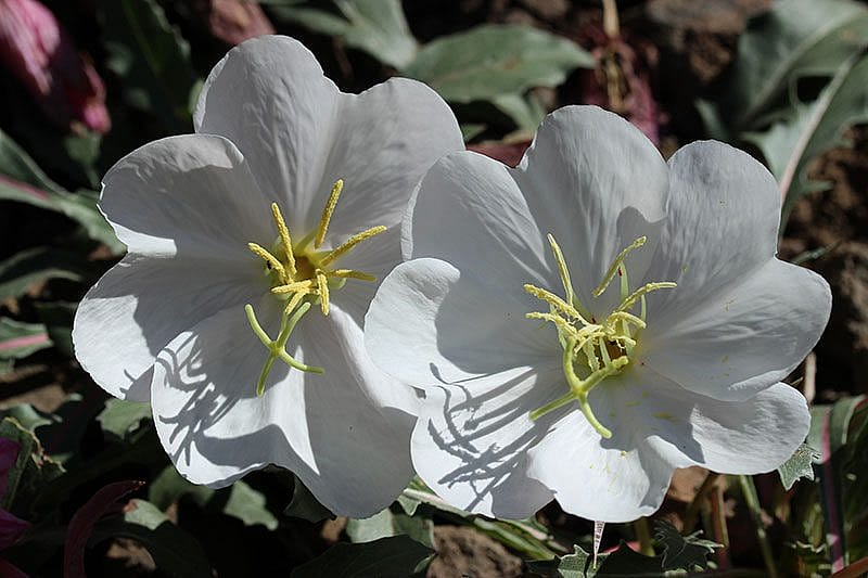 Yellowstone wildflowers: Evening Primrose