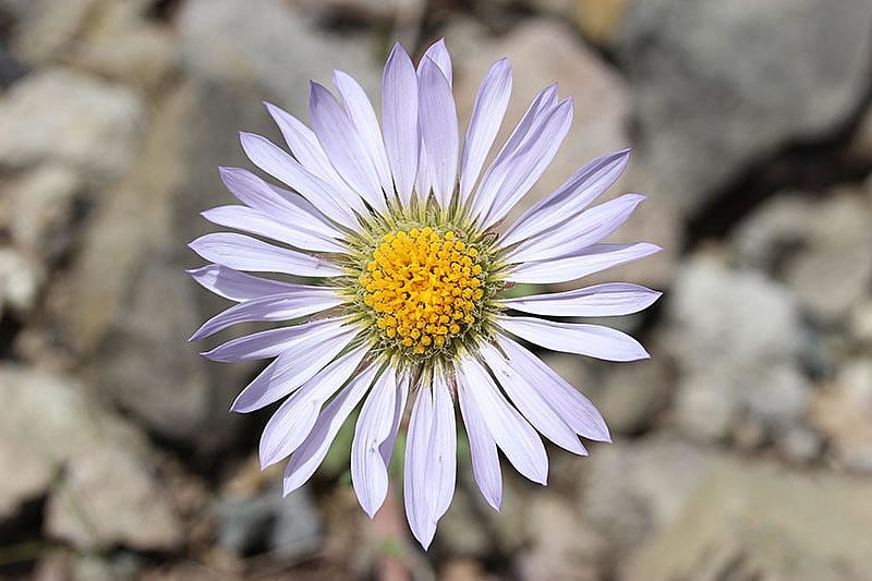 Yellowstone wildflowers: Pale lavender composite. This is one I don't know; the flower is fairly large, nearly two inches in diameter. Anyone?