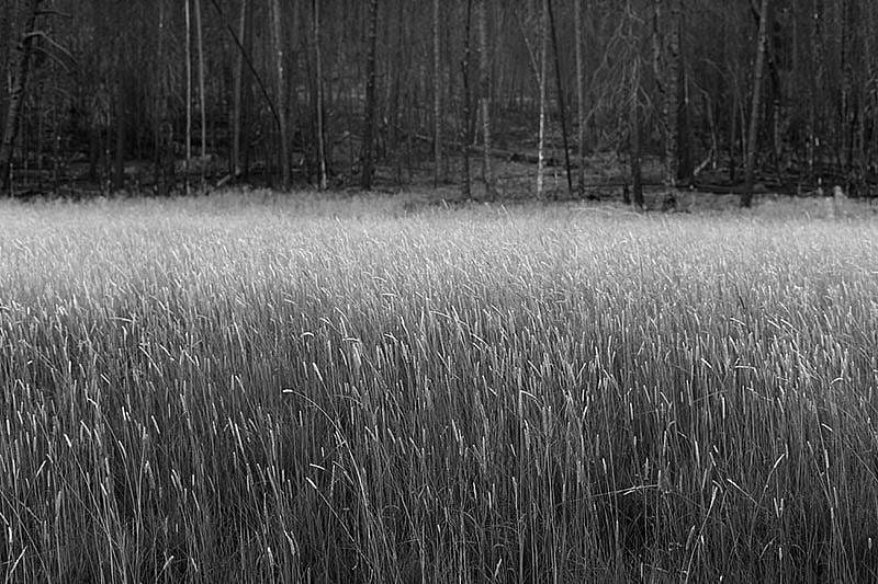 Michael Berman's photo of meadow on Packsaddle Ridge, Lincoln County, from "Wyoming Grasslands."