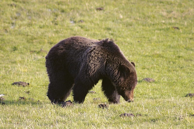 Yellowstone grizzly bear. Greater Yellowstone Sights and Sounds Archive photo.