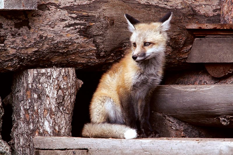 Red fox at Pahaska Tepee, fifty miles west of Cody, 2009. Greater Yellowstone Sights and Sounds Archive photo.