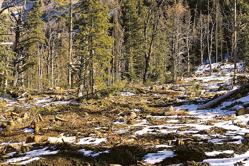 Sanitation/salvage logging on Carter Mountain, 2004-2005. Greater Yellowstone Sights and Sounds Archive photo.