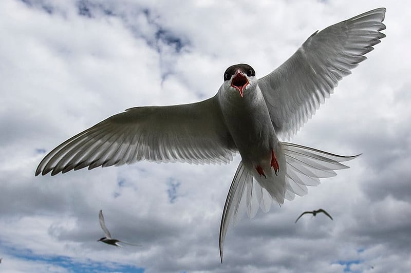 Artic Terns have the longest migration or any animal.