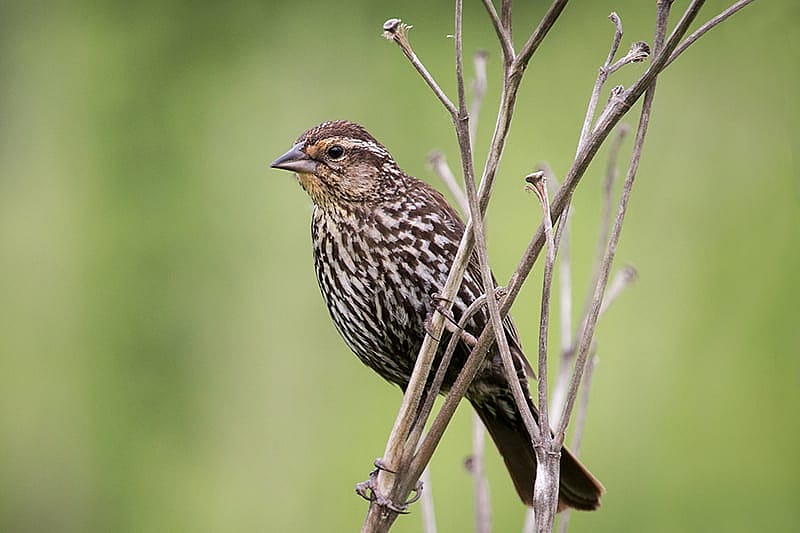 The photo illustrates what a female
Red-winged Blackbird looks like.