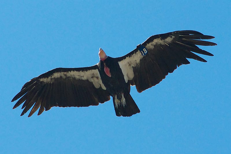 California Condor in Pinnacles National Monument, California, photographed in flight.