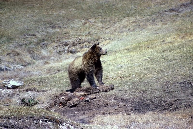 grizzly bear