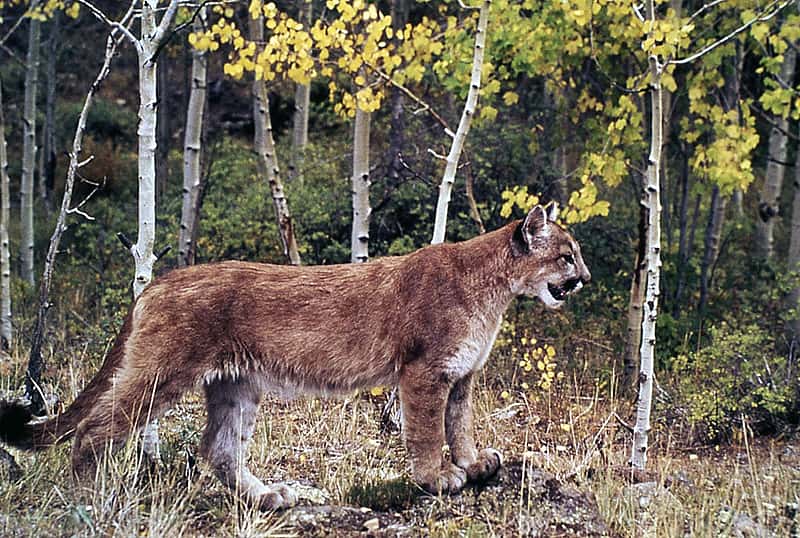 Cougar in Yellowstone National Park, n.d. NPS photo by W.L. Miller.
