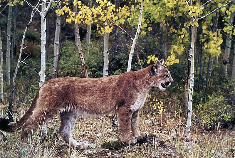 Cougar in Yellowstone National Park, n.d. NPS photo by W.L. Miller.