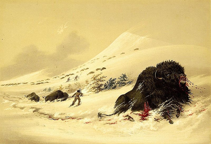 George Catlin (1796-1872). "Buffalo Hunt, Dying Bull in Snowdrift," 1844. Hand-colored lithograph, 17 3/4 x 13 in. Gift of Mrs. Sydney T. Miller. 21.74.17