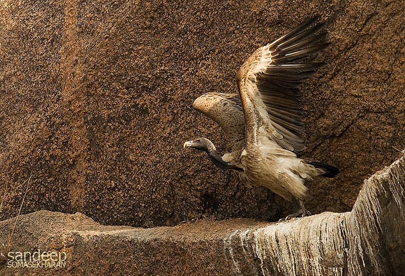 India's Long Billed Vulture is Critically Endangered 