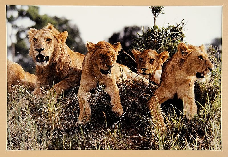 Lions, from "African Perspectives"