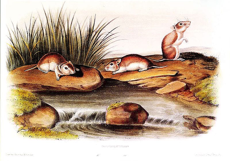 John Woodhouse Audubon (1785- 1851), drawn on stone by William E. Hitchcock. Lithographed, printed, and colored by J.T. Bowen. Missouri Mouse, Plate C. Hand-colored lithograph, 6 3/4 x 10 1/8 in. Gift of Deborah B. Chastain.