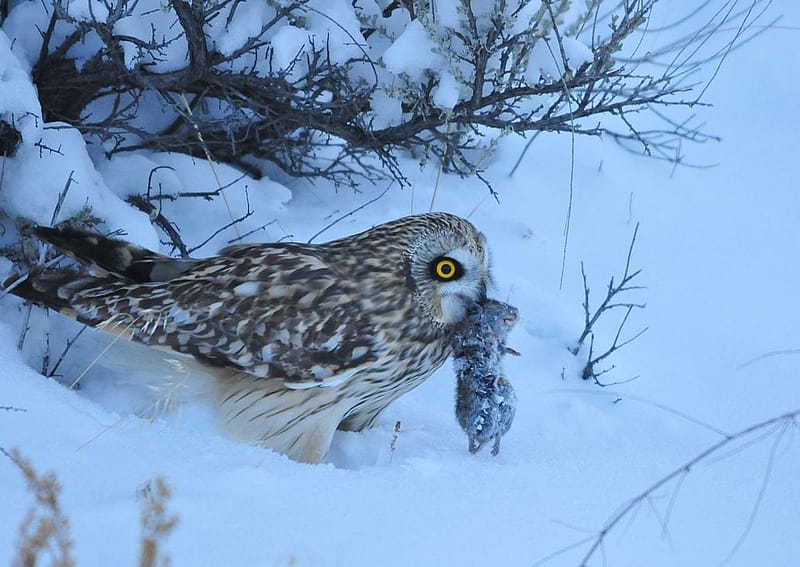 A Short-eared own standing in snow with a small rodent in its beak.