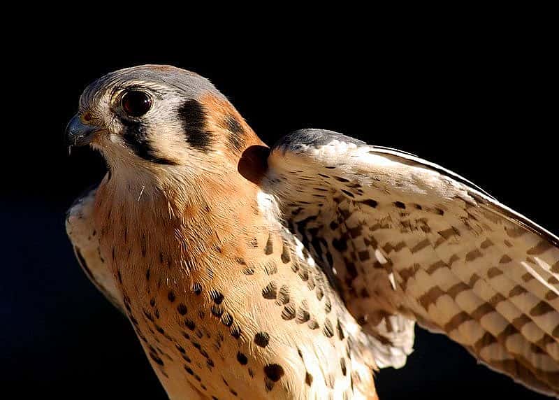 Draper Museum Raptor Experience: Salem the American kestrel