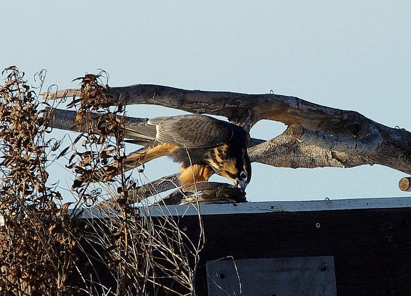 Released Aplomado Falcon Feeding On the Top of a Hack Box