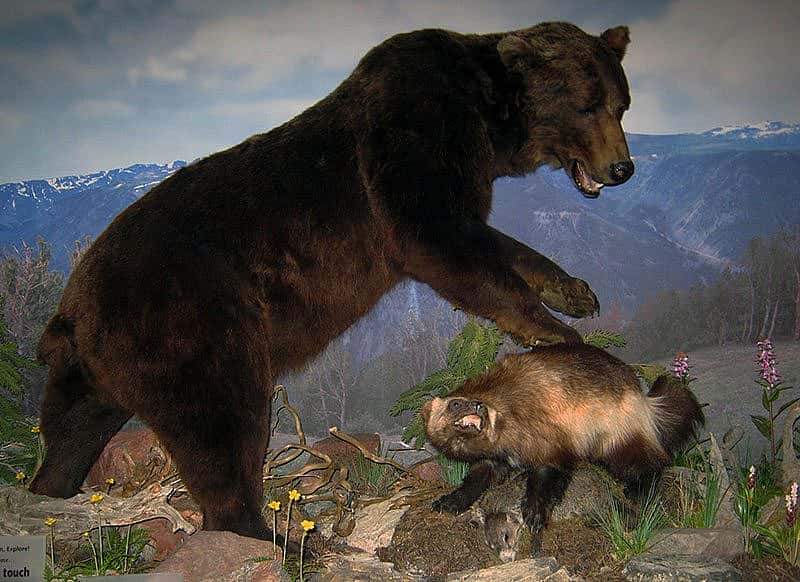 Wolverine keeping a bear away from its dinner - an exhibit in the Center's Draper Natural History Museum.
