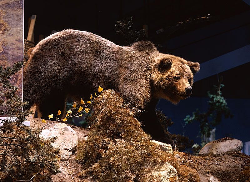 Treasures from our West: Grizzly bear 104. DRA.305.4