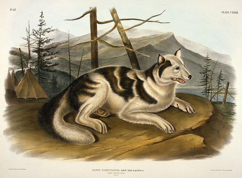 John Woodhouse Audubon's 'Hare-Indian Dog,' 1848. 14.88.2