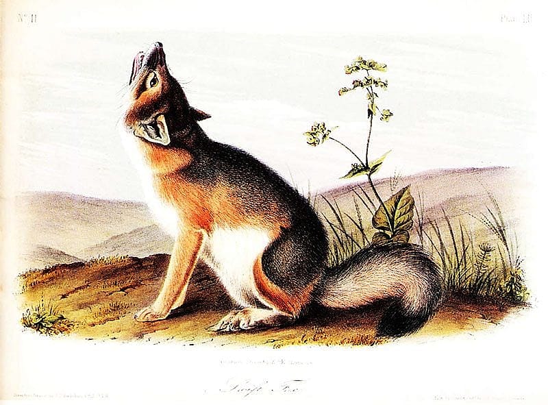 John James Audubon (1785-1851), drawn on stone by William E. Hitchcock. Lithographed, printed, and colored by J.T. Bowen. Swift Fox, Plate LII. Hand-colored lithograph, 6 3/6 x 10 1/8 in. Gift of Deborah B. Chastain.