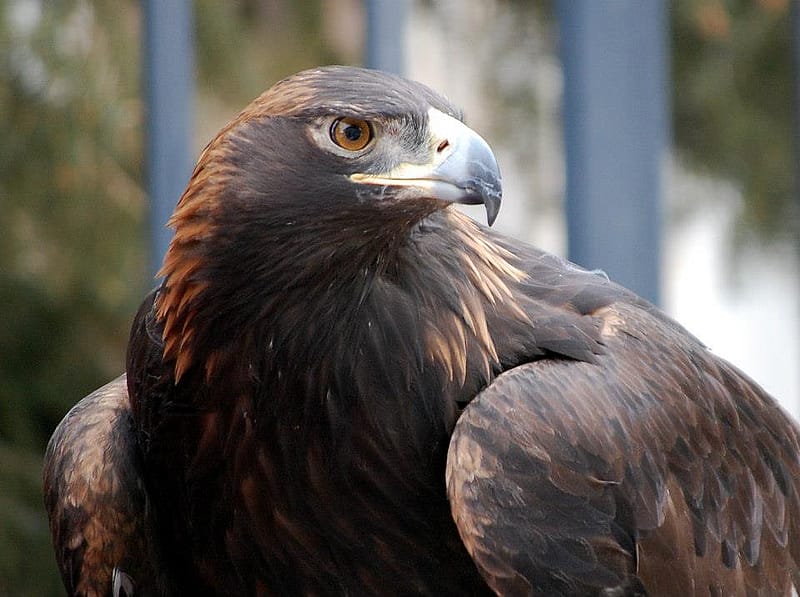 Head and shoulders of a large Golden Eagle
