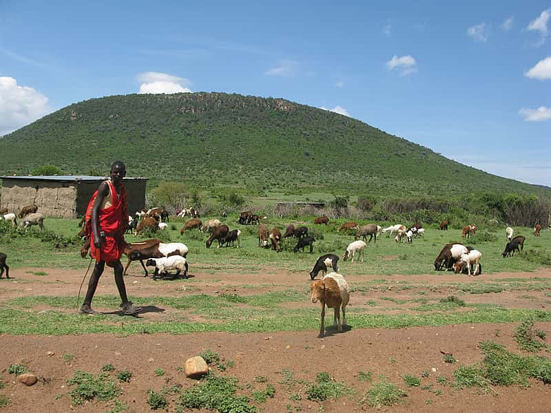 A Maasai Village with livestock.