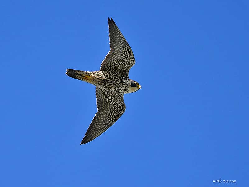Peregrine in Flight