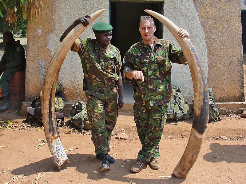Elephant ivory seized from poachers in Garamba.