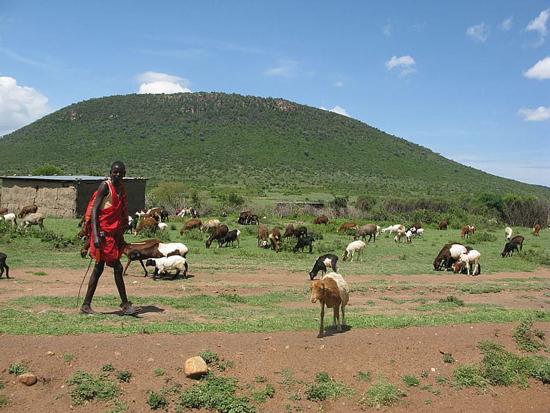 A Maasai Village with livestock.