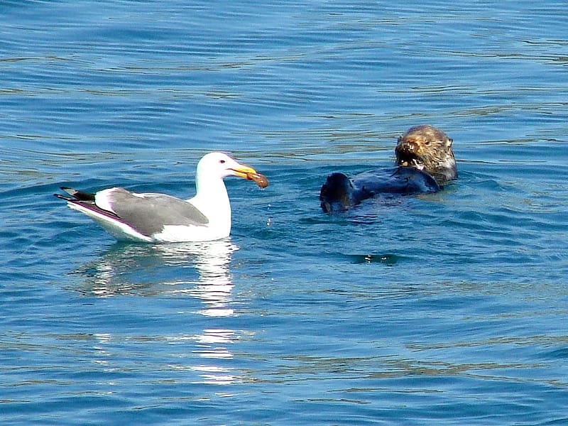 Seagull Enjoying the Otter’s Catch