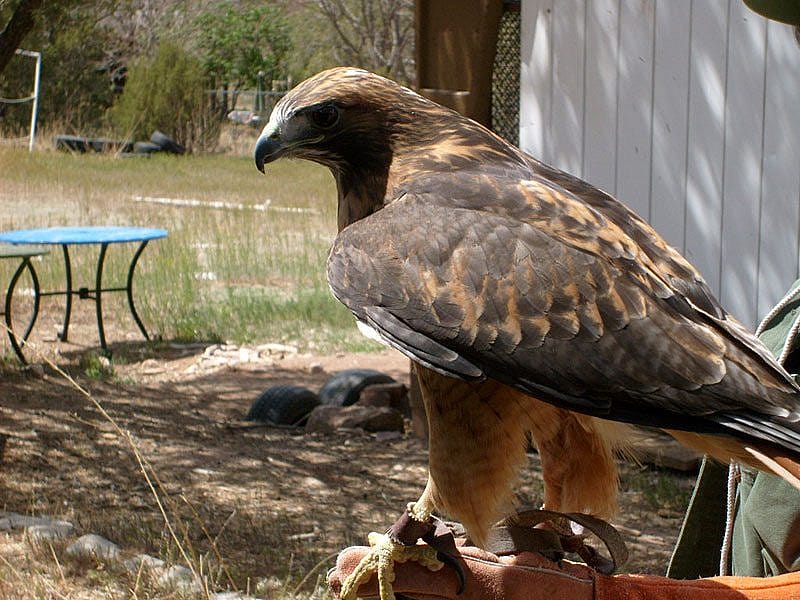 Red-tailed Hawk for our Greater Yellowstone Raptor Experience.