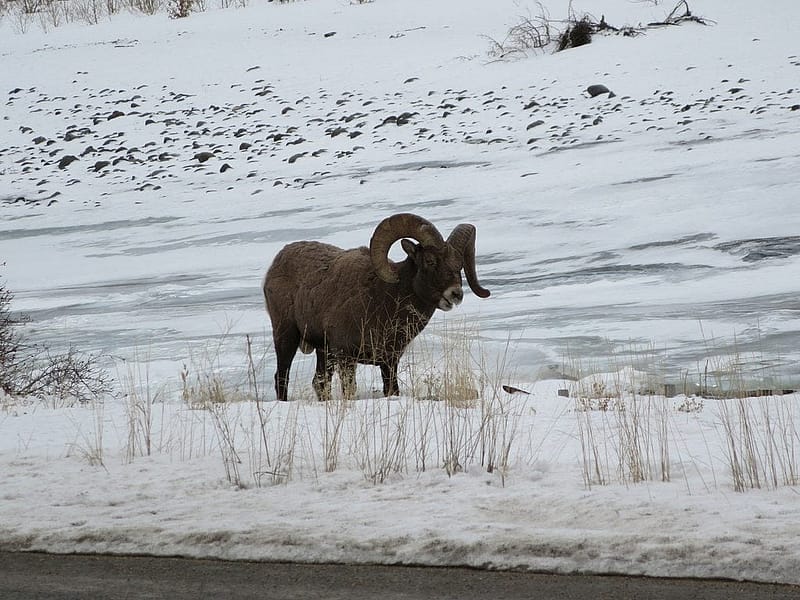 A bighorn ram browses along the side of the Northfork Highway between Cody and the east entrance of Yellowstone National Park.