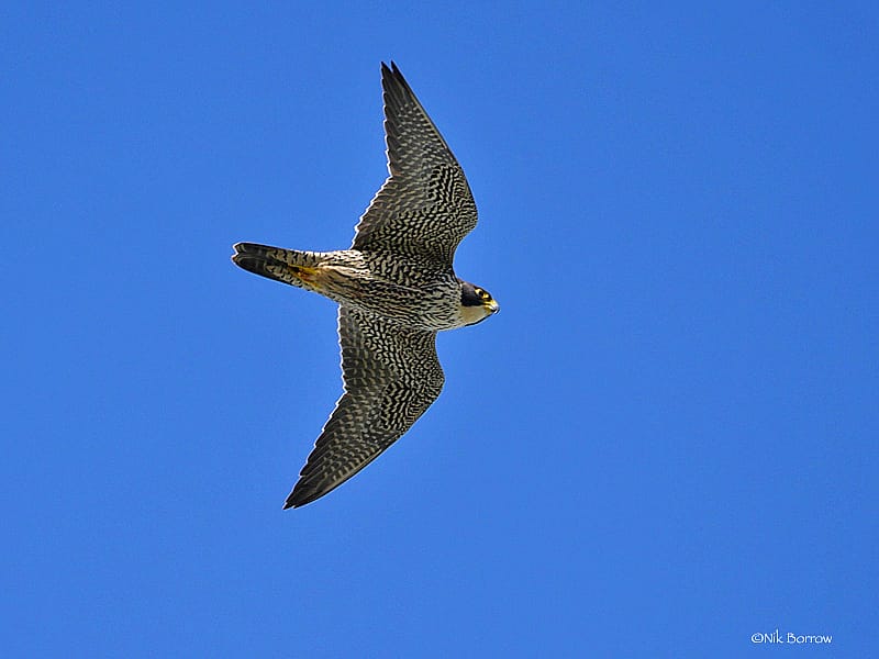 Peregrine in Flight