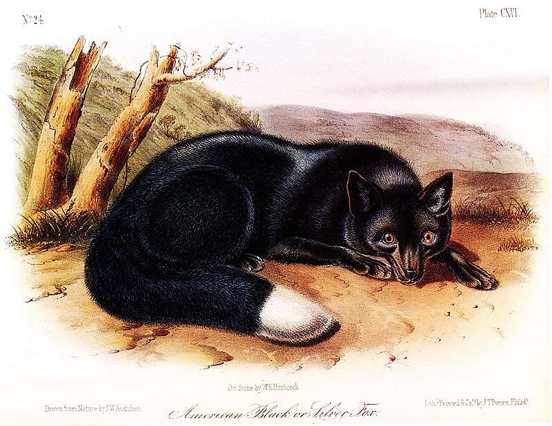 John Woodhouse Audubon (1785-1851). Drawn on stone by William E. Hitchcock. Lithographed, printed and colored by J.T. Bowen. "American Black or Silver Fox." Plate CXVI. Gift of Deborah B. Chastain.
