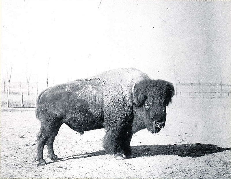 Bison. Photo courtesy of Robert B. Pickering.