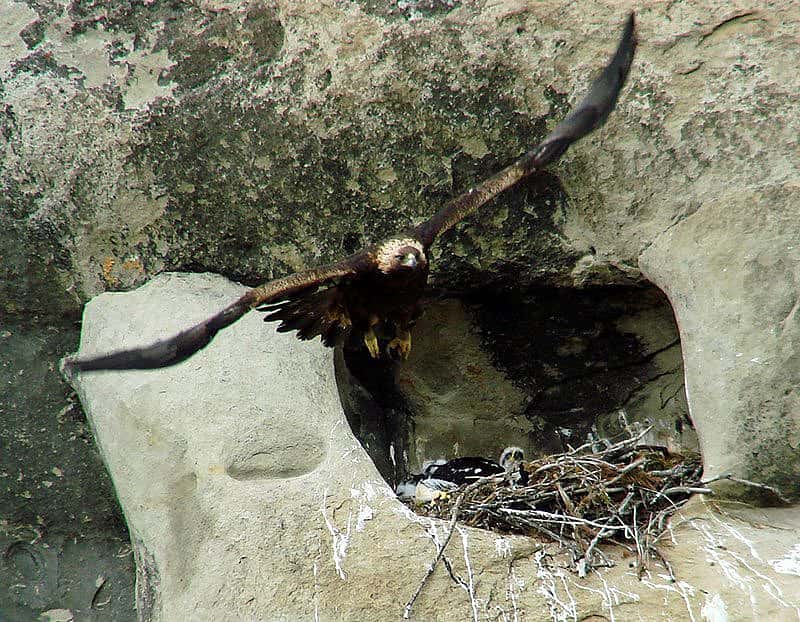 A golden eagle flies from a nest. Photo by Anne Hay.
