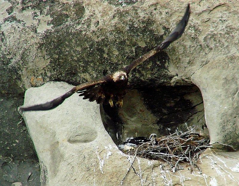 A golden eagle flies from a nest. Photo by Anne Hay.