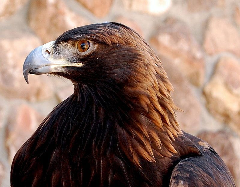 The Center of the West's resident golden eagle, Kateri, teaches audiences the importance of wildlife conservation.