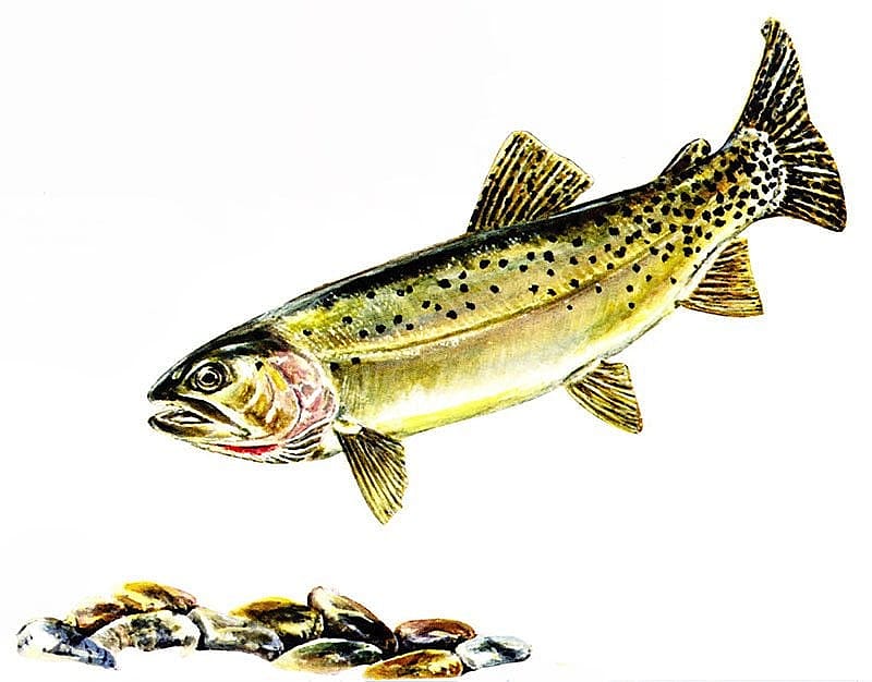 A major part of the grizzly bear diet, the Yellowstone cutthroat trout is one of several subspecies found in western waters. Illustration by Brian Maebius.