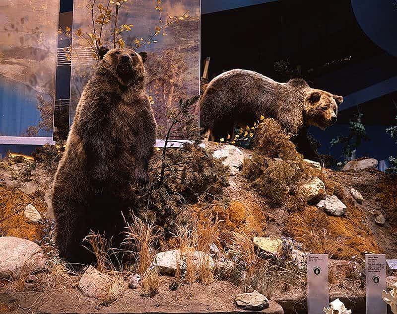 Treasures from our West. Grizzly bear 104's cub. DRA.305.67