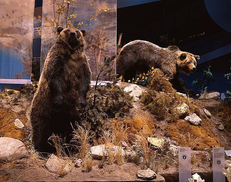 Treasures from our West. Grizzly bear 104's cub. DRA.305.67