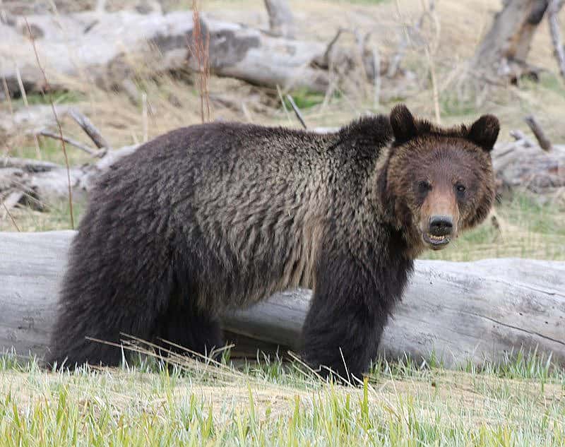 Yellowstone grizzly bear, May 2013. Photo by C.R. Preston.