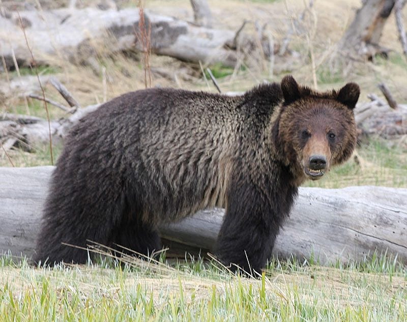 Yellowstone grizzly bear, May 2013. Photo by C.R. Preston.