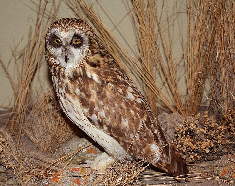 A Treasure from Our West: Short-eared owl. DRA.304.18