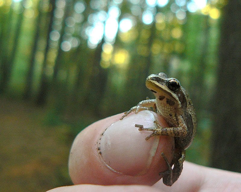 Western chorus frogs are seldom seen due to their secretive habits and their small size, but their sound is unmistakable. Wikipedia photo by Benny Mazur.